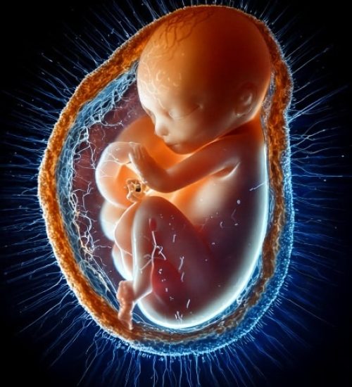 Firefly embriyo ile ilgili fotoğraf 62535